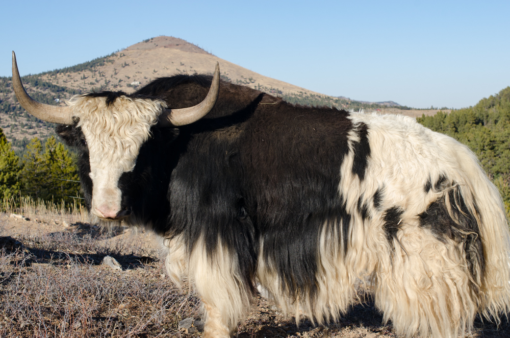 yaks-is-small-file-size-6074